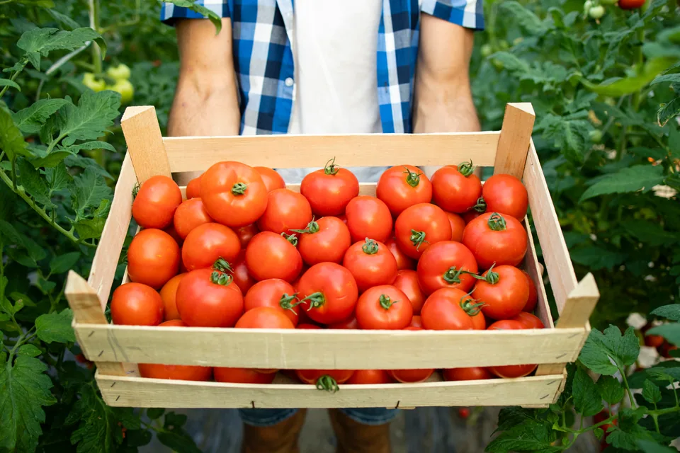 Domates hasadı